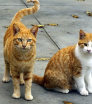 Why are more people are choosing not to neuter their cats 