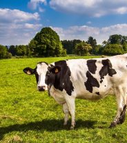 Podiatry for cows: preventing lameness by preventative treatments