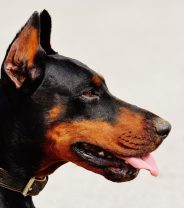 Why ear cropping of dogs must end