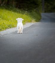 End of life care for dogs: knowing when the time is right