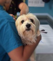 Why Do Vets Always Want to Spend Money on X-Rays?