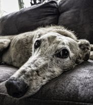 Tips for moving house with a nervous dog