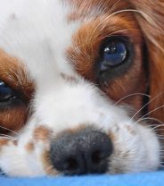 How are heart murmurs diagnosed and treated in dogs?