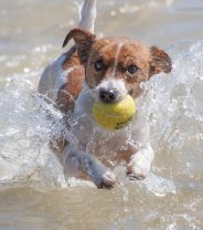 Do different dog breeds have different personalities?