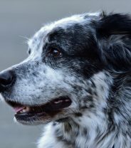 Why Are My Dog's Lymph Nodes Enlarged?