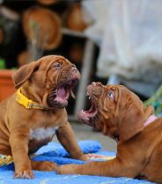 Why does my puppy keep biting me and what can I do?