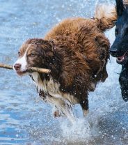 What dog breeds are good for active people?