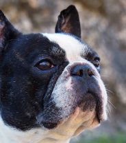 Innate Health Assessment – a tool to improve canine health, or regulation gone mad? 