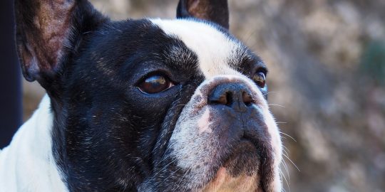 French bulldog