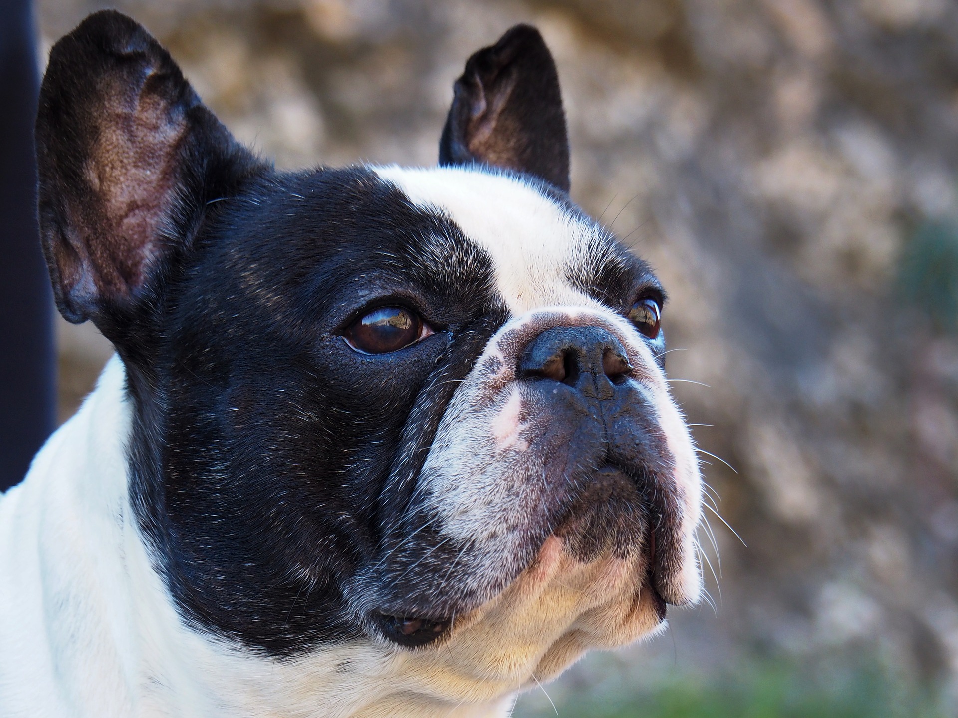French bulldog