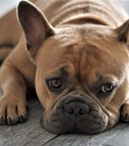 What is BOAS surgery, and why is it needed?