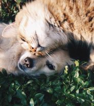 Why don't we give dogs and cats vasectomies?