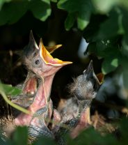Should I rescue lost baby birds?