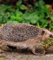 New year new start - a calendar look at how you can help your local wildlife this year 