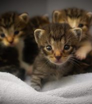 Can cats have false pregnancies?