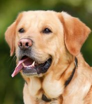 Laryngeal Paralysis in Dogs 