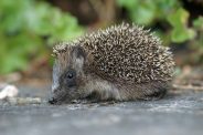 How are vets involved in wildlife conservation?