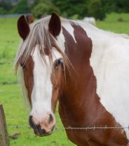 Can a pony recover from a rotated pedal bone?