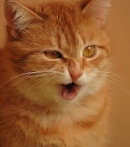 Do cats need covid vaccines?