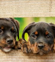 I want to get a rescue dog, but how do I know if the 