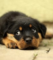 My puppy has vomited bile, should I be worried?