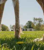 What is patella luxation in dogs and how is it treated?