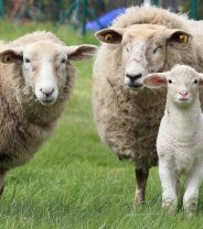 Flystrike in sheep - why prevention is better than cure. 