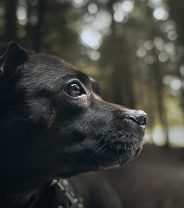 Ask a vet online-‘what age do seasons stop?’