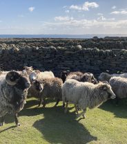 A Day in the Life of an Island Vet