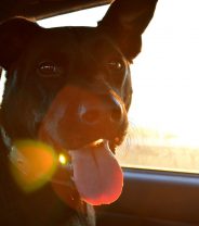 Tips for moving house with an elderly dog