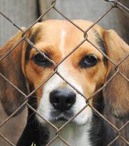 What is Kennel Cough in dogs and how is it treated?