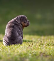 Why is my puppy not eating?