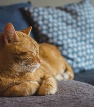 How much does it cost to keep a cat?