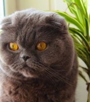 Scottish Fold Cats - cute or cruel?
