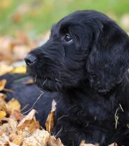 What vaccinations does a new puppy need?