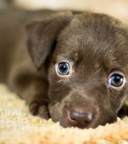 Why is it so hard to adopt a dog?