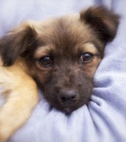 What is a vet nurse clinic and how can they help your pet?