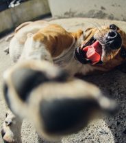 What is mange in dogs?