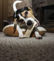 Why are my puppy's teeth discoloured?