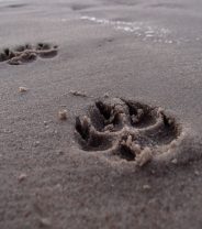 End of life care for dogs: Dealing with the loss of your pet