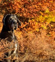 How is bloat treated in dogs and what are the signs?