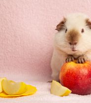 What is scurvy in guinea pigs and how is it treated?