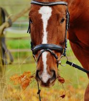 Why is my horse shaking his head?