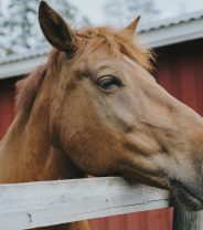 Equine influenza, is vaccination really necessary?