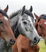 Eye disease in horses - when is referral needed?