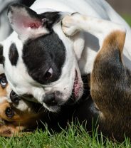 Why is my puppy aggressive and what can I do?