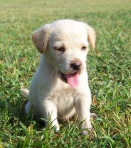Why is my puppy panting so much?
