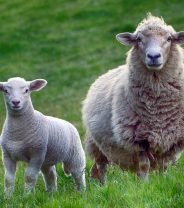 Sheep Scab – How to spot it and what to do! 