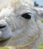 Do alpacas make good pets?
