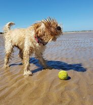 Do pets need sunscreen to protect them from the sun?